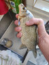 千壽千決釣線(xiàn)高端魚(yú)線(xiàn)強拉力釣魚(yú)線(xiàn)日本進(jìn)口原絲主線(xiàn)子線(xiàn)谷麥魚(yú)線(xiàn) 曬單實(shí)拍圖