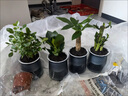 清香木＋鴨腳木+九里香+ 綠公主配 懶人吸水盆4件套(送4包顆粒肥) 【4件套】配懶人吸水盆18-23cm 曬單實(shí)拍圖
