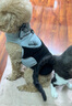 wakytu【設計師款】寵物狗狗冬天衣服秋冬裝加厚兩腳博美比熊小型犬幼犬 灰色M碼【適用于15斤內愛(ài)寵】 曬單實(shí)拍圖