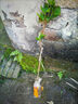 臨雅番石榴果樹(shù)苗胭脂紅寶石心芭樂(lè )四季果樹(shù)果苗庭院盆栽地栽南方種植 西瓜紅心番石榴1棵 曬單實(shí)拍圖