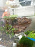 AIPHAROW魚(yú)缸水草活體迷你爬地矮珍珠牛毛氈泰國青椒草水草缸前景草活體 迷你矮珍珠杯裝 曬單實(shí)拍圖