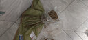 花翁牡丹花苗盆栽洛陽(yáng)正宗對版花卉綠植 白雪塔（6-8分叉）源頭直發(fā) 曬單實(shí)拍圖