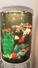 【包活包損】錦鯉活魚觀賞魚活體好養(yǎng)耐活冷水淡水魚日系錦鯉金魚 【精品】一條白寫錦鯉 18--20cm 曬單實(shí)拍圖