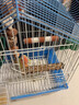 LISM鸚鵡磨嘴磨爪棒磨砂站桿鳥籠站棍站架不銹鋼虎皮玄鳳專用磨牙用品 鸚鵡磨爪棒（橙白色） 【長20cm直徑2.5cm】 曬單實拍圖