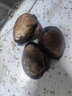 半藍(lán)島鮮活赤貝超大新鮮毛蚶血蛤蜊赤貝肉凈肉毛蛤蜊日料刺身大連海鮮 簡裝 鮮活大赤貝 1000g 一份 曬單實(shí)拍圖