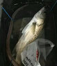 樂(lè )琦探魚(yú)器可視高清魚(yú)群探測器聲納智能無(wú)線(xiàn)探魚(yú)聲吶釣魚(yú)器找魚(yú)群 無(wú)線(xiàn)款 曬單實(shí)拍圖