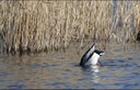 佳能/Canon EF 100mm微距 100-400長(zhǎng)焦二手鏡頭 佳能100-F2.8USM老百微 95新 曬單實(shí)拍圖