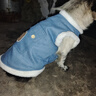 嬉皮狗（hipidog）狗狗衣服新年春節加絨保暖可牽引馬甲中小型犬比熊寵物貓咪喜慶服 牛仔藍色 XL（建議體重11-15斤） 曬單實(shí)拍圖