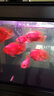 拉瑪紅血鸚鵡飼料中型熱帶魚(yú)糧羅漢魚(yú)食增紅增色魚(yú)料地圖招財招神飼料 1000克（中粒4mm） 曬單實(shí)拍圖