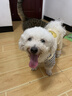 MIKI PAD狗狗衣服小型犬春秋款貓咪衣服四腳衣可牽引小狗衣服泰迪比熊 黃色小熊背帶褲 XL背長40cm（參考體重11-15斤） 曬單實拍圖