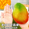 山姆伯伯 凱特芒果【多地次日達】攀枝花新鮮芒果水果海南芒果水果禮盒 9斤裝【巨劃算-80%人選】?jì)?斤 【純甜 | 9A果王級】單果400-500g+ 曬單實(shí)拍圖