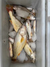 SHIMANO日本進(jìn)口魚線pe線路亞專用遠(yuǎn)投線超順滑中國紅8編大力馬魚線主線 12編ygkpe線綠色200米【送真碳線 1號 曬單實(shí)拍圖