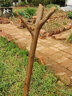 新品種黑桃王桃樹(shù)苗黑桃皇后樹(shù)苗嫁接桃樹(shù)果苗南北方種植當年結果 黑桃王4年苗(當年結果) 曬單實(shí)拍圖
