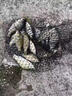 釣魚(yú)專(zhuān)用添加劑魚(yú)啃石小藥野釣強效誘魚(yú)野釣通殺鯉魚(yú)鯽魚(yú)羅非黃穎 一瓶【泥巴也咬鉤】 曬單實(shí)拍圖