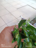 正宗新會(huì)陳皮柑苗大紅柑【高產(chǎn)大果】新會(huì)區(qū)發(fā)貨茶枝柑果樹苗 新會(huì)區(qū)發(fā)貨【發(fā)1棵60公分杯苗】 曬單實(shí)拍圖