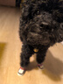 嬉皮狗（hipidog）狗狗鞋子秋冬季小型犬防臟不掉腳外出腳套泰迪比熊寵物鞋套防水鞋 邁洛灰 M 建議體重7-11斤 曬單實(shí)拍圖