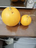 枝遙（ZHIYAO）陜西現(xiàn)摘黃河蜜瓜10斤哈密瓜脆甜黃金蜜瓜新鮮當季沙漠甜瓜整箱 黃河蜜瓜  5斤（凈重4.5斤） 曬單實拍圖