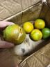 青饞貓湖北宜昌蜜桔特早青皮蜜桔新鮮橘子新鮮時(shí)令水果薄皮水果柑橘子 凈重4.5-5斤 大果【70mm起】 曬單實(shí)拍圖