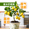 香水檸檬樹(shù)苗帶土發(fā)貨陽(yáng)臺室內盆栽果樹(shù)四季結果觀(guān)賞食用易活包郵 高50-55cm 1棵（原土原葉 全國可種） 曬單實(shí)拍圖