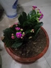 手耕田長(cháng)壽花盆栽重瓣金狐貍大花帶花苞花苗四季室內開(kāi)花好養的花卉植物 【苗原土帶花苞】紫羅蘭 不含盆 曬單實(shí)拍圖