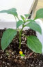 德沃多肥料蔬菜专用营养土15L园艺种菜有机土壤果蔬种植花土盆栽育苗椰糠土 实拍图