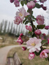 MiniPeace太平鳥(niǎo)童裝女童長(cháng)袖T恤甜酷少女秋裝上衣兒童打底衫 粉紅色1 150 cm 曬單實(shí)拍圖