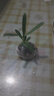 八芽海島羅漢松指尖微型盆栽桌面小綠植迷你拇指好養植物源頭直發(fā)包郵 凌云羅漢松 陶瓷盆-帶盆栽好 曬單實(shí)拍圖