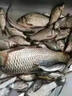川澤淺水漂草洞冰釣魚(yú)漂加粗醒目小吃鉛高靈敏浮漂鯽魚(yú)大浮力綜合漂 CN-1粗尾【浮釣草魚(yú)】鉛3-4g 2號 曬單實(shí)拍圖
