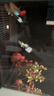 寵易生魚(yú)缸凈水片水質(zhì)穩定劑自來(lái)水除氯氣換水養魚(yú)除氯平衡水體150片 曬單實(shí)拍圖