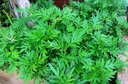 旺浦商貿(mào)艾葉靳艾草種子野生香艾草苗食用青團(tuán)大葉艾蒿青蒿種籽四季驅(qū)蚊草 藥用艾草種子2萬(wàn)粒+肥料1包 曬單實(shí)拍圖