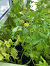 壽禾 小芹菜苗帶土種苗菜苗秧 蔬菜苗子批發(fā)春秋季冬季南方陽臺(tái) 小香芹芹菜苗 100棵【批發(fā)價(jià)】 曬單實(shí)拍圖