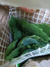 福順德黃瓜苗秧苗水果小黃瓜種籽旱青瓜苗密刺春秋春秋黃瓜苗 【旱黃瓜苗+肥】 【買(mǎi)3加2-發(fā)5顆】 曬單實(shí)拍圖