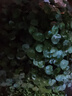帶葉銅錢(qián)草水培植物室內盆栽客廳桌面水養綠植花卉z6 原土3盆【100根莖帶葉發(fā)貨不含盆】 含盆 曬單實(shí)拍圖