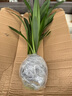 墨蘭蘭花苗盆栽帶花苞發(fā)貨精品名貴花卉綠植物室內四季好養活企黑 墨蘭10-12苗【精選好苗】原盆原土 曬單實(shí)拍圖