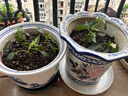 大菜鄉(xiāng)特辣紅小米辣椒苗秧帶土球朝天椒白玉小米辣野山椒種子四季蔬菜苗 紅小米辣苗6棵+1包肥 曬單實(shí)拍圖