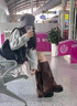百麗弋沅增高厚底棕色靴子女2024秋冬新款粗腿美拉德長(cháng)筒靴西部牛仔褲管靴 深棕色   37 (235mm) 曬單實(shí)拍圖