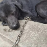 珊野狗狗項圈中大型猛犬專用頸圈可調(diào)節(jié)防脫狗脖圈金毛德牧馬犬狗脖套 XL項圈(建議60-130斤) 軍綠色 項圈 曬單實拍圖