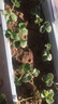 北蔬 千禧小番茄苗帶土秧苗盆栽西紅柿蔬菜苗 千禧苗6棵源頭直發(fā)包郵 曬單實(shí)拍圖