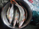 釣魚(yú)王魚(yú)線(xiàn)翹草鳊主線(xiàn)組翹嘴青魚(yú)鳊魚(yú)大物線(xiàn)組成品 10米6.0#(2卷) 曬單實(shí)拍圖