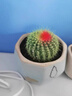 24款迷你仙人球仙人掌盆栽辦公室綠植 彩金冠/株 約8cm 不含盆 曬單實(shí)拍圖