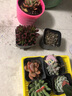 御春閣多肉 多肉植物 室內盆栽綠植花卉組合辦公室多肉組合植物植物 奧利維亞一盆 不含盆 曬單實(shí)拍圖