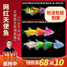 云峰海瑞 觀賞魚小型熱帶魚彩旗魚天使魚玻璃天使拉拉魚彩群好養(yǎng)活體魚 天使魚全家福套餐1共12條 曬單實(shí)拍圖