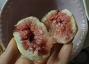 京蚨鮮【順豐冷鏈】云南紅皮無(wú)花果 鮮果新鮮水果當季孕婦水果現摘 4斤大果【40-90克】?jì)糁?.4斤 曬單實(shí)拍圖
