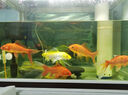 魚(yú)缸凈水片硝化細菌長(cháng)效消毒殺菌用大小蘇打養魚(yú)劑自來(lái)困除臭去腥 魚(yú)缸凈水片長(cháng)效消毒殺菌除臭專(zhuān)用 曬單實(shí)拍圖