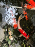 高夠力（HIKARI）日本進(jìn)口櫻花錦鯉魚(yú)飼料蝴蝶鯉魚(yú)食金魚(yú)蘭壽高蛋白魚(yú)糧 2kg色揚 M中粒5mm（上浮料） 曬單實(shí)拍圖
