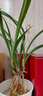劉閣蘭花蘭花苗 經(jīng)典紅月 高檔名品好養現帶花苞室內綠植蘭草花卉盆栽 3苗連體裸根帶花 曬單實(shí)拍圖