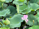 AHC男士多效專研洗面奶180ml護(hù)膚品控油潔面乳節(jié)日生日禮物送男友 曬單實(shí)拍圖