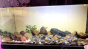 漁次郎防水led燈魚(yú)缸燈照明燈水族箱燈三湖慈鯛錦鯉金龍紅龍魚(yú)燈管專(zhuān)用 T8三排高亮燈【長(cháng)170cm-34瓦】 白光燈 龍魚(yú)水草生長(cháng)發(fā)色 曬單實(shí)拍圖