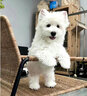 帥帥名寵北京犬舍 純種西高地白梗   不掉毛無(wú)體臭  北京送貨上門(mén)愛(ài)犬領(lǐng)養 寵物級 曬單實(shí)拍圖