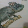 鱗甲有靈——西方經(jīng)典手繪爬行動(dòng)物 曬單實(shí)拍圖